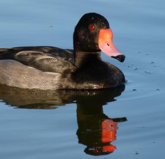 Birding Buenos Aires